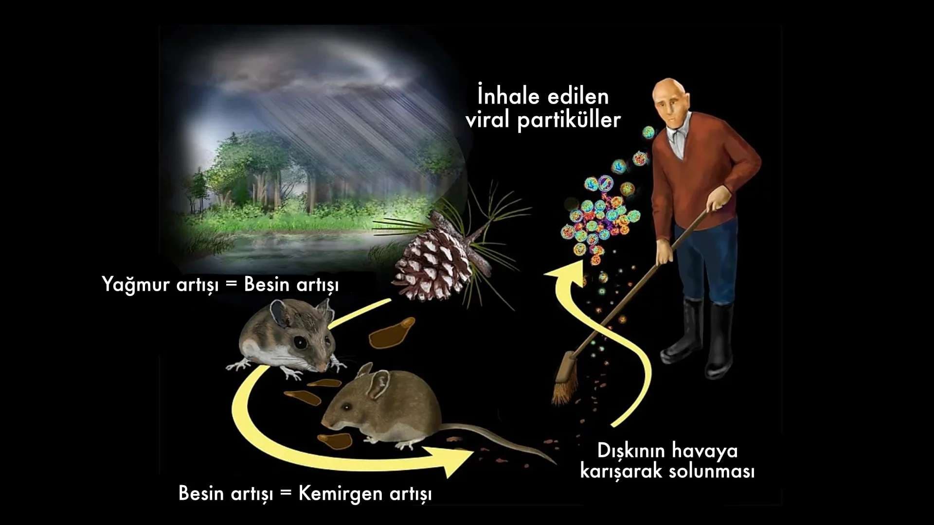 Hantavirüs Enfeksiyonları
