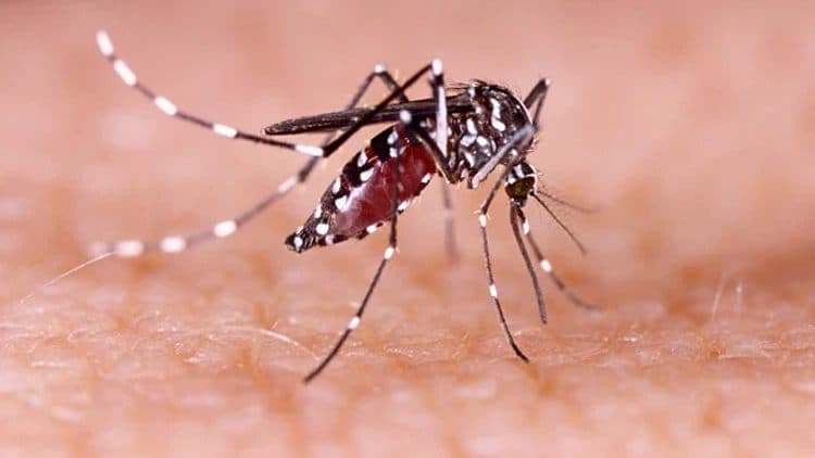 Zika Virüs Hastalığı